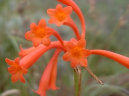 Cyrtanthus epiphyticus inflorescence